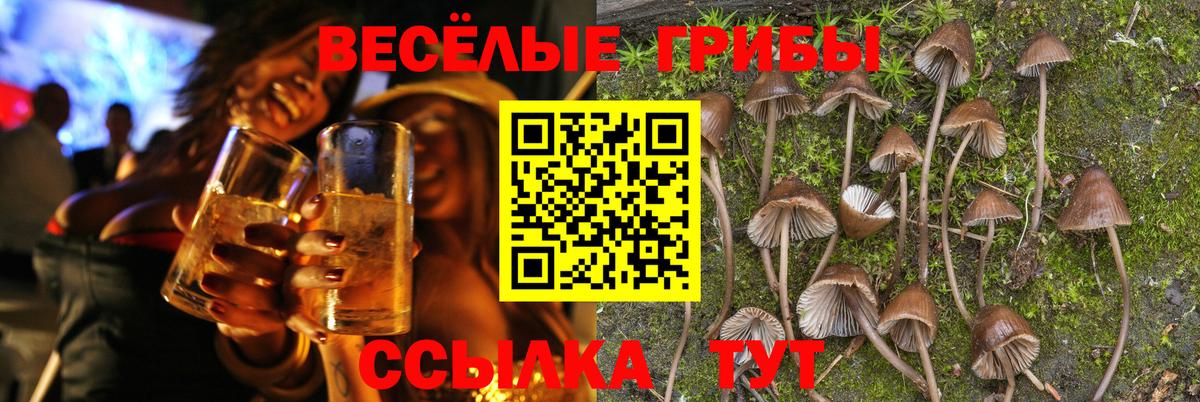 Псилоцибиновые грибы Psilocybine cubensis Белово